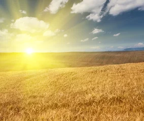 Voilages Campagne paysage avec champ d& 39 orge doré au coucher du soleil