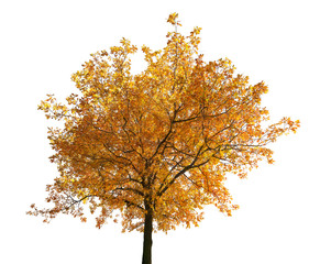 brown fall oak tree isolated on white