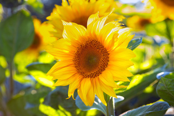sunflowers
