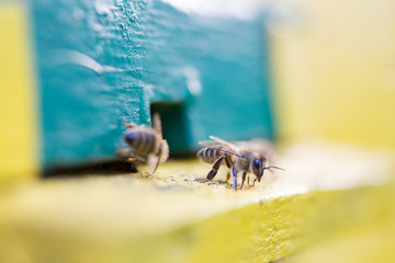 Naklejka premium bees