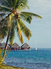 Fototapeta na wymiar seacoast with palm trees and small houses on water