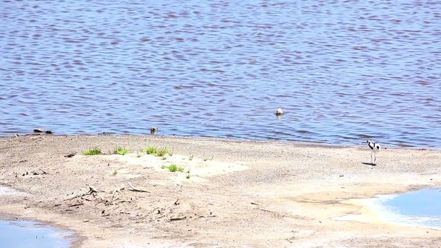 Avocetas copulando.
