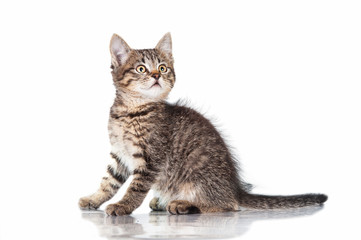 Grey tabby kitten