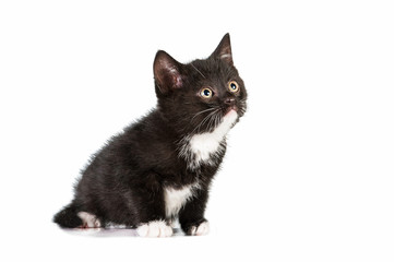 Little black and white kitten looking up