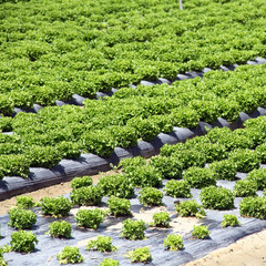 Champ de salades