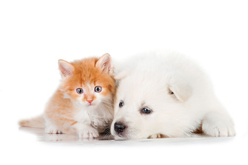 Samoyed puppy with little red kitten with blue eyes © Rita Kochmarjova