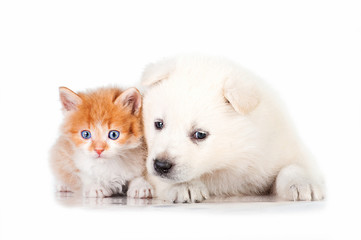 Samoyed puppy with little red kitten with blue eyes © Rita Kochmarjova