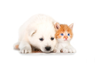 Samoyed puppy with little red kitten with blue eyes