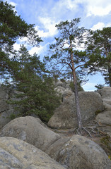 деревья растущие на валунах