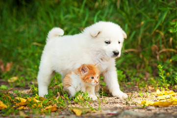 Samoyed puppy with little red kitten outdoors