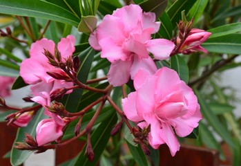 Oleander blüht rosa gefüllt