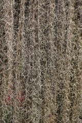 background of plant stems