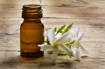 Jasminum Jasmine Gelsomino Jasmin ジャスミン ياسمين