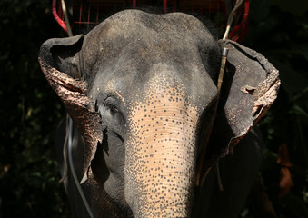 Fototapeta premium portrait of an elephant