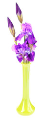 Purple iris flowers in vase, isolated on white