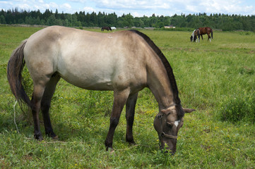 Obraz premium лошадь