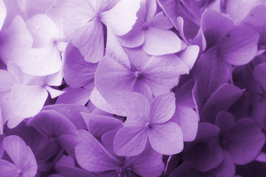 Fototapeta Kwiatowe tło