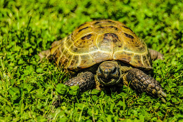 A land tortoise is in a grass
