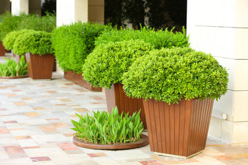 Garden pots with lush bushes