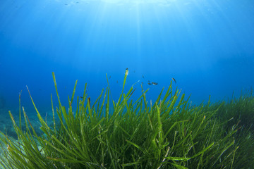 Fototapeta na wymiar Seaweed underwater