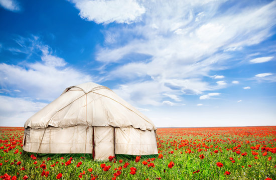 Urta nomadic house at poppy flowers field