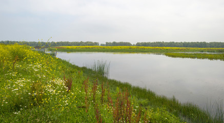 Wild flowers along a lake in summer