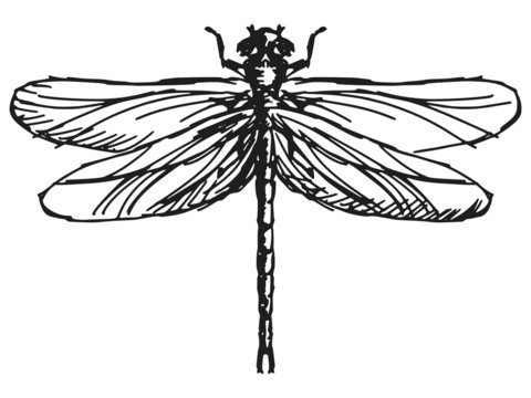 dragonfly