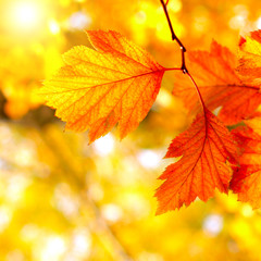 Naklejka na ściany i meble Autumn Foliage