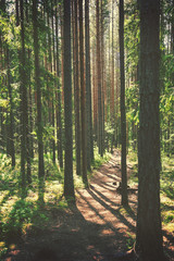 Fototapeta na wymiar Hiking path through forest, vintage editing style
