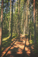 Fototapeta premium Hiking path through forest, vintage editing style