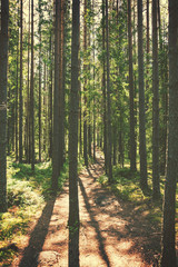 Hiking path through forest, vintage editing style