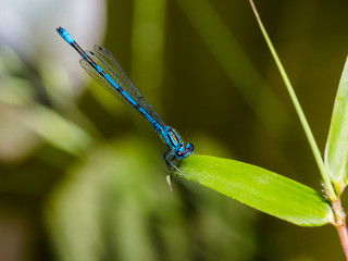 blaue Libelle an Schilfblatt