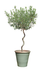 olivier en pot