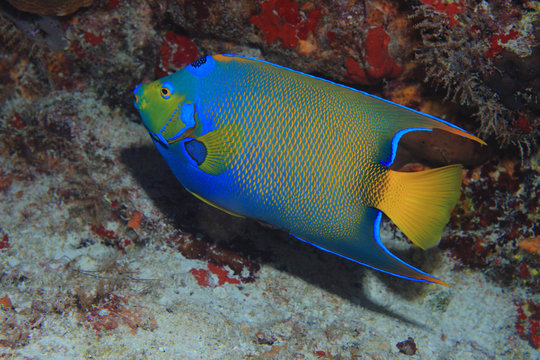 Queen Angelfish