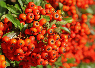 pyracantha