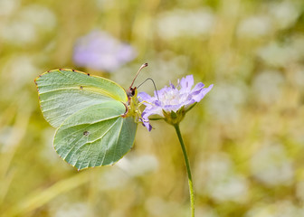 Schmetterling auf Blüte