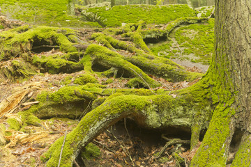 Naklejka na ściany i meble Moss Tree Roots Forest