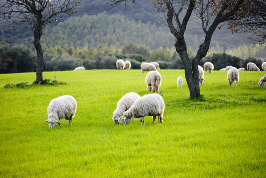 Sheep grazing