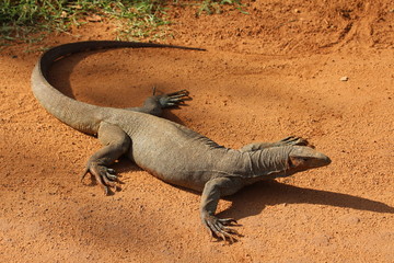 Monitor lizard on the sandy road.