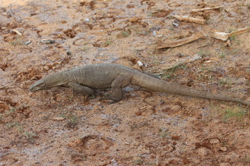 National park Yala. Monitor lizard on the ground.