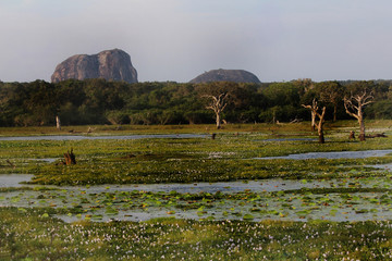 National park Yala. General view.