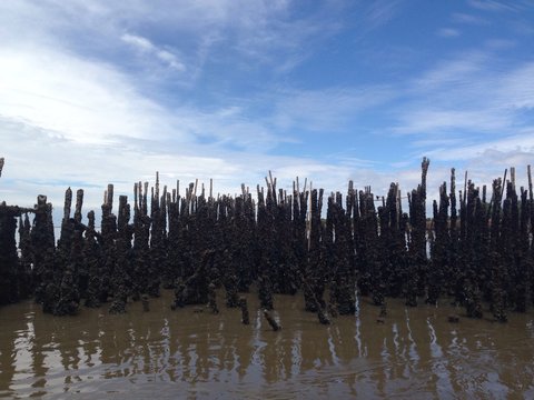 Mussel Farm