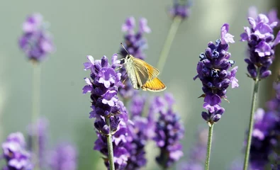 Gordijnen papillon: la sylvaine sur une fleur de lavande (France) © neko92vl