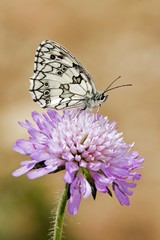 Obraz premium papillon demi-deuil sur une fleur de trèfle