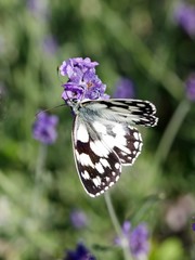 papillon demi deuil butinant une lavande