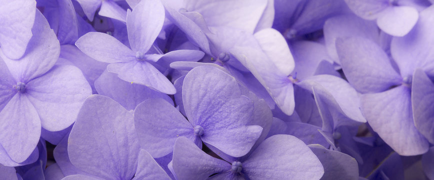 Fototapeta Kwiatowe tło