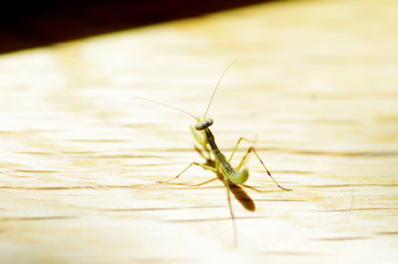 カマキリの幼虫