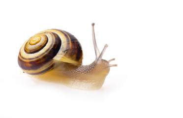 ślimak © Zbyszek Nowak