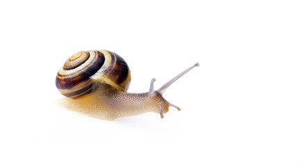 ślimak © Zbyszek Nowak