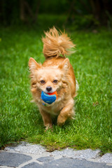Kleiner Hund mit Ball